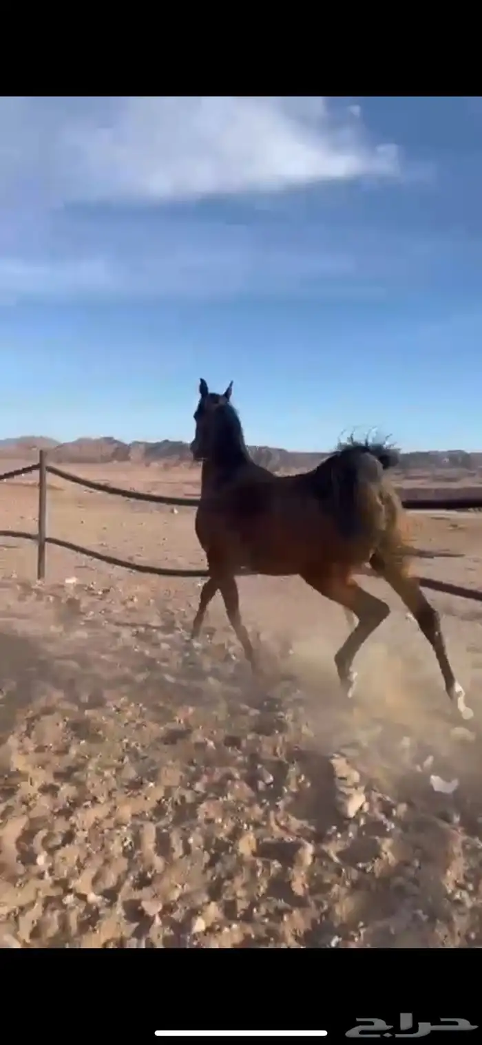 فرس واهو فاخرة 2