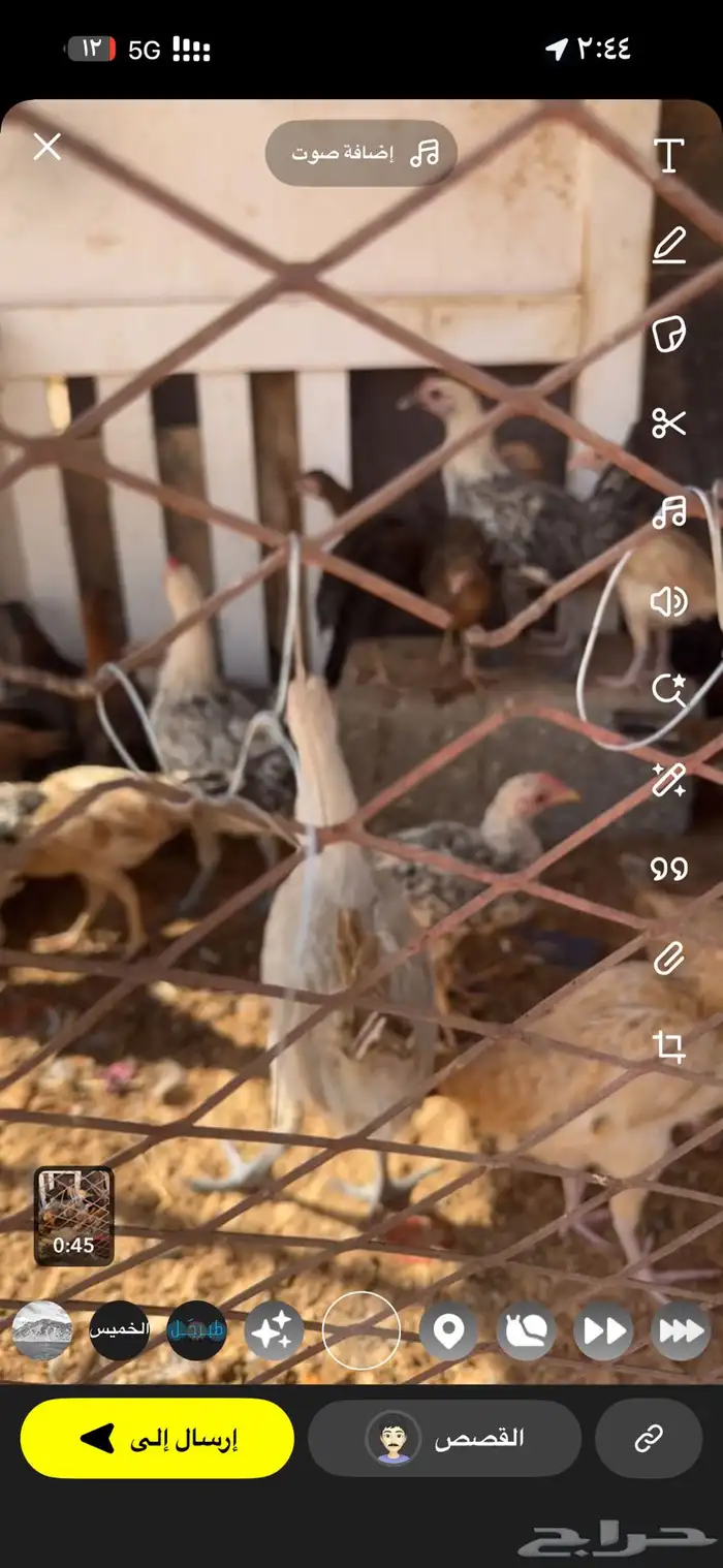 للبيع صيصان بلدي فيومي مشكل العمر من شهرين وطالع 2