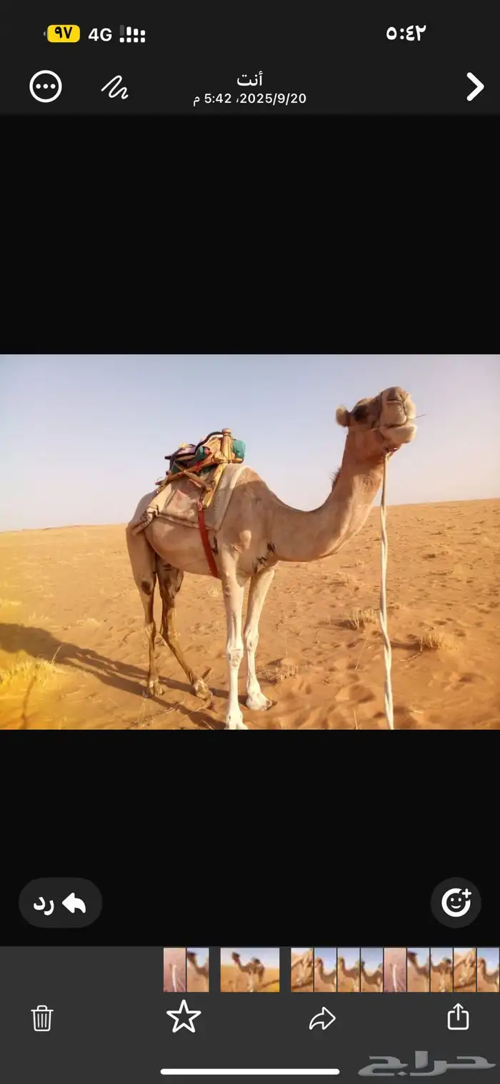 ركبي طابع للبيع الموقع شمال تيماء العسافيه 1