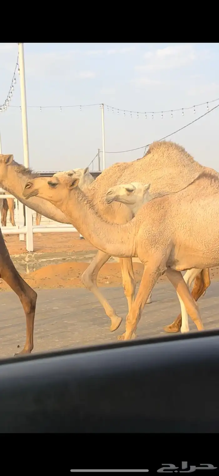 بكره كفو 1