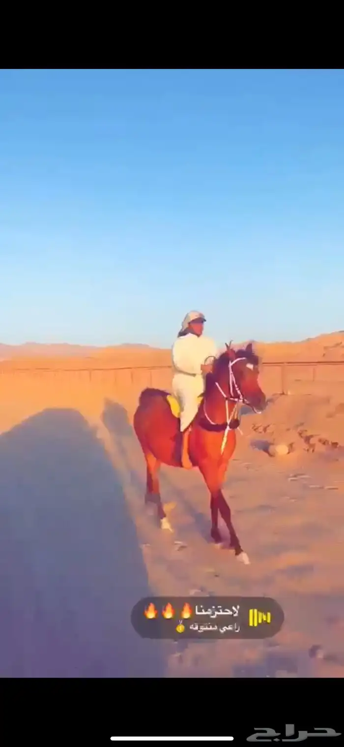 فرس واهو فاخرة 7