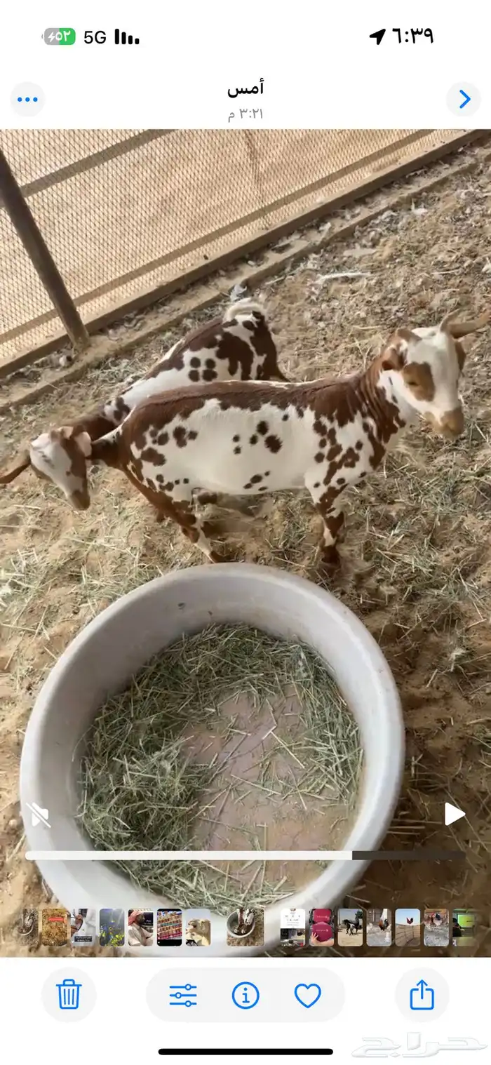 تيوس عمانيه 1