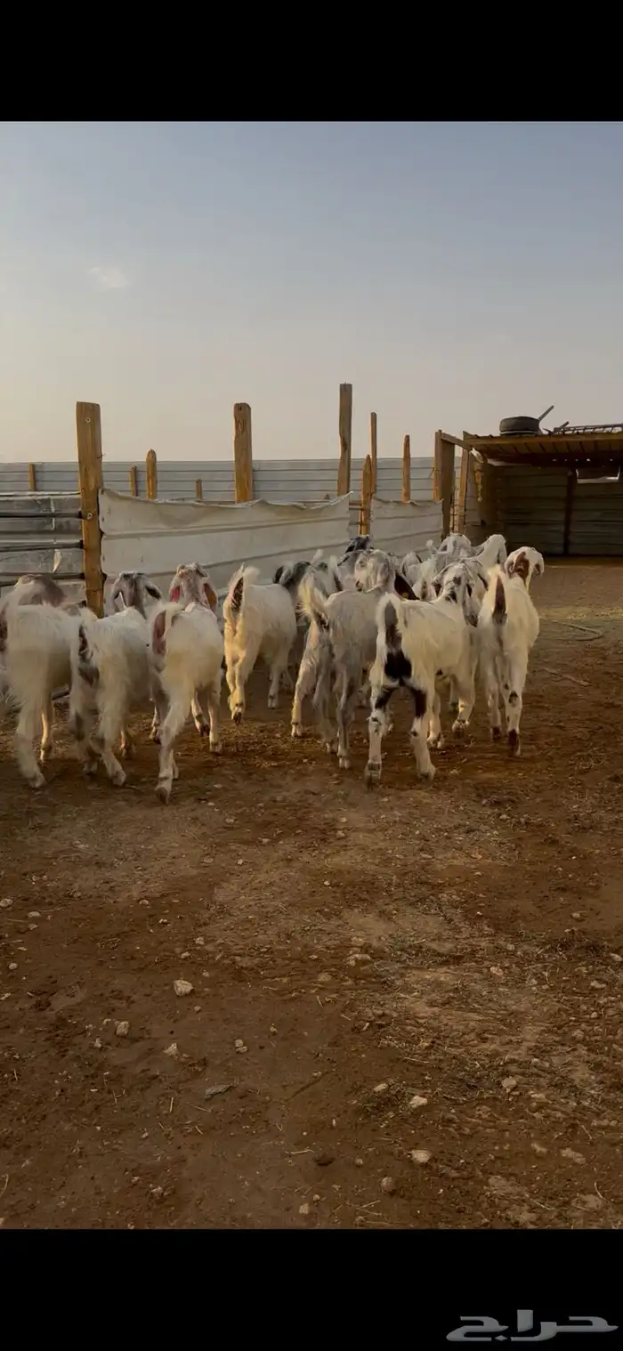 جفار قبرصيه وهجين قبرصي 4