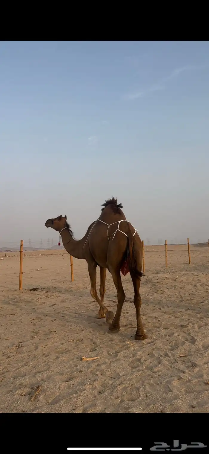 خلفه حمرا منيحه الضيوف(تم البيع) 7
