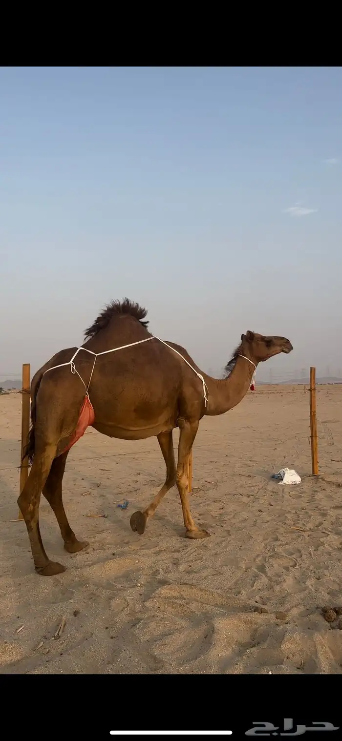 خلفه حمرا منيحه الضيوف(تم البيع) 5