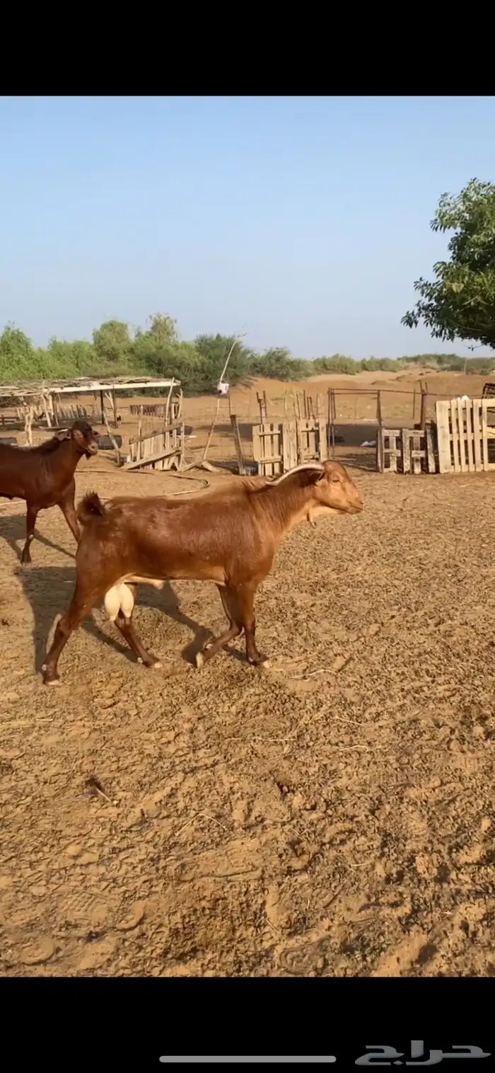 فحل ادهم مشروط وحار 2