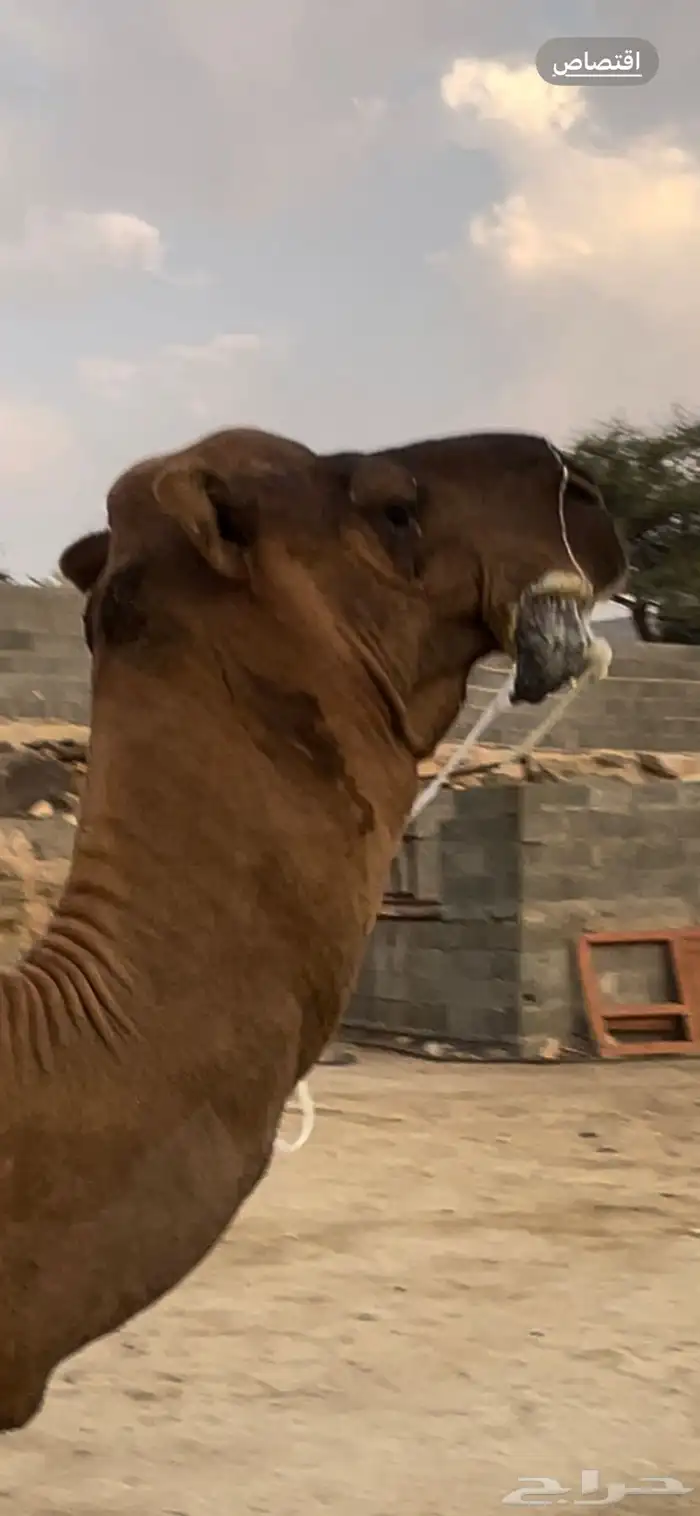 بعير هايج ساحلي مشروط 4