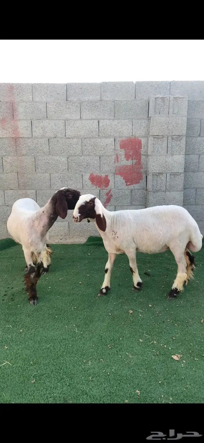 رخال طيبه صنف 1