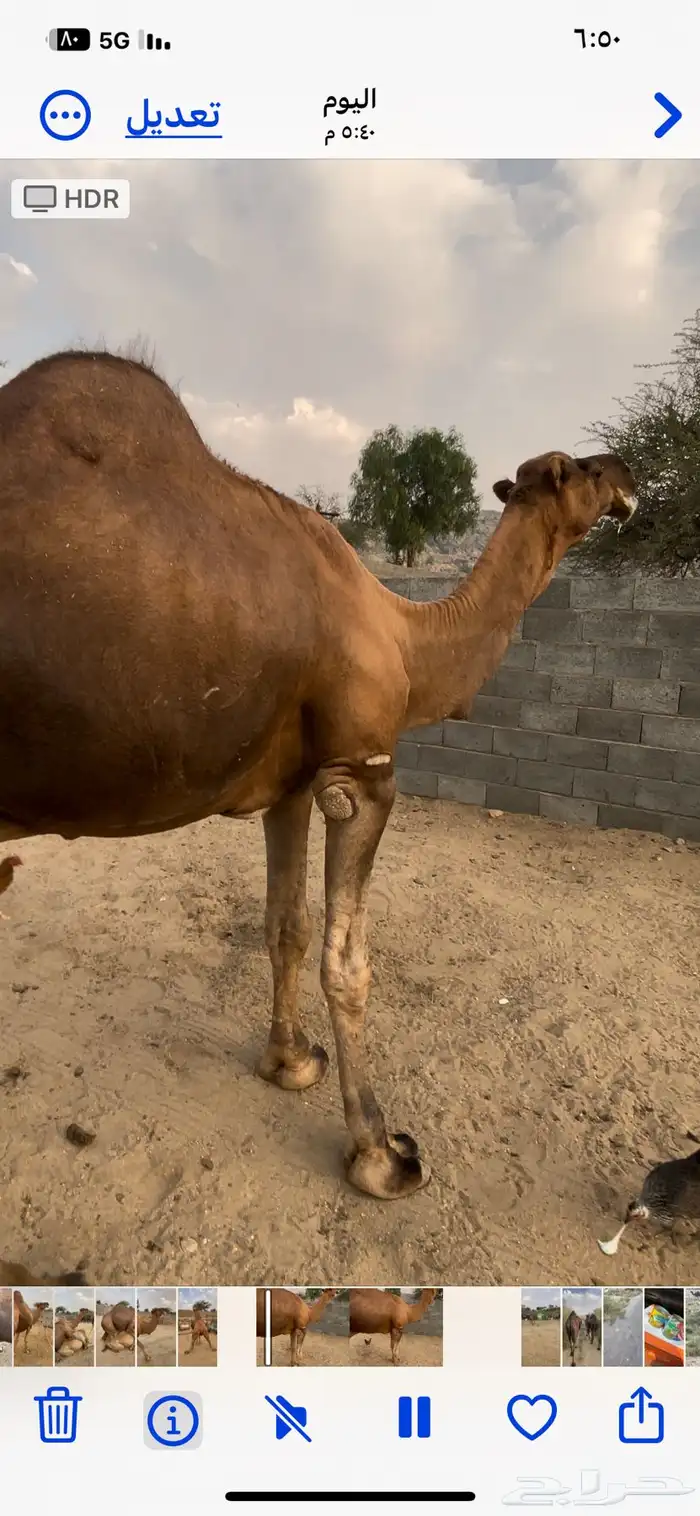 بعير هايج ساحلي مشروط 0