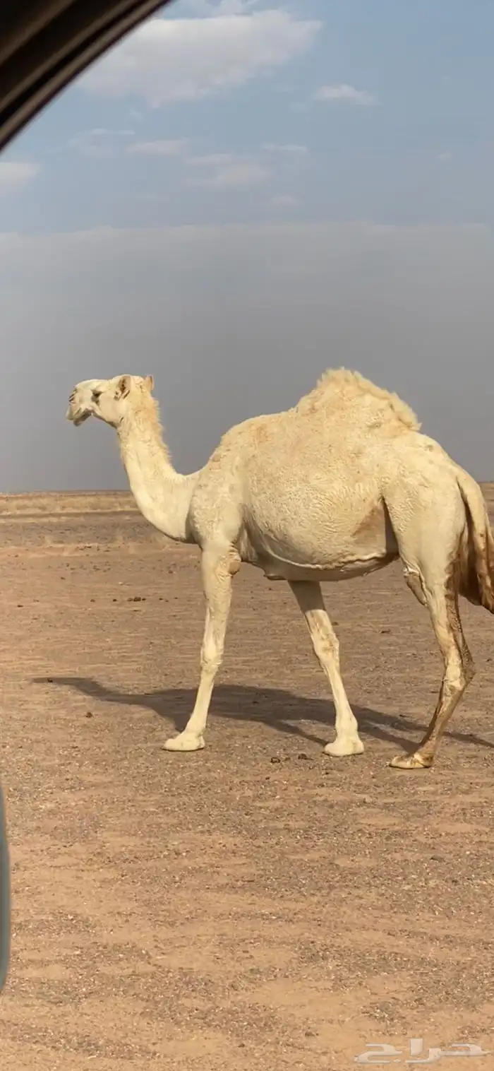 للبيع لقحة كفو 0