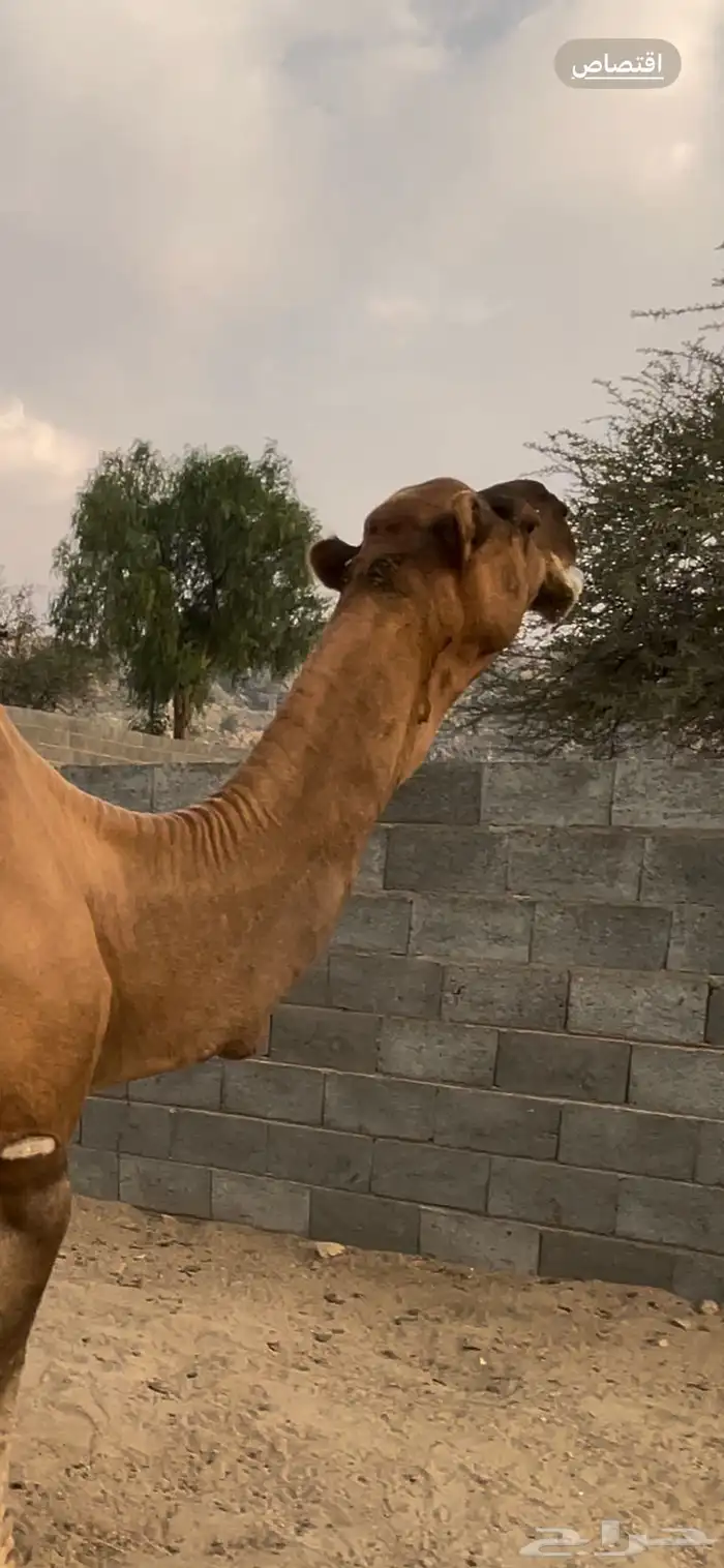 بعير هايج ساحلي مشروط 2