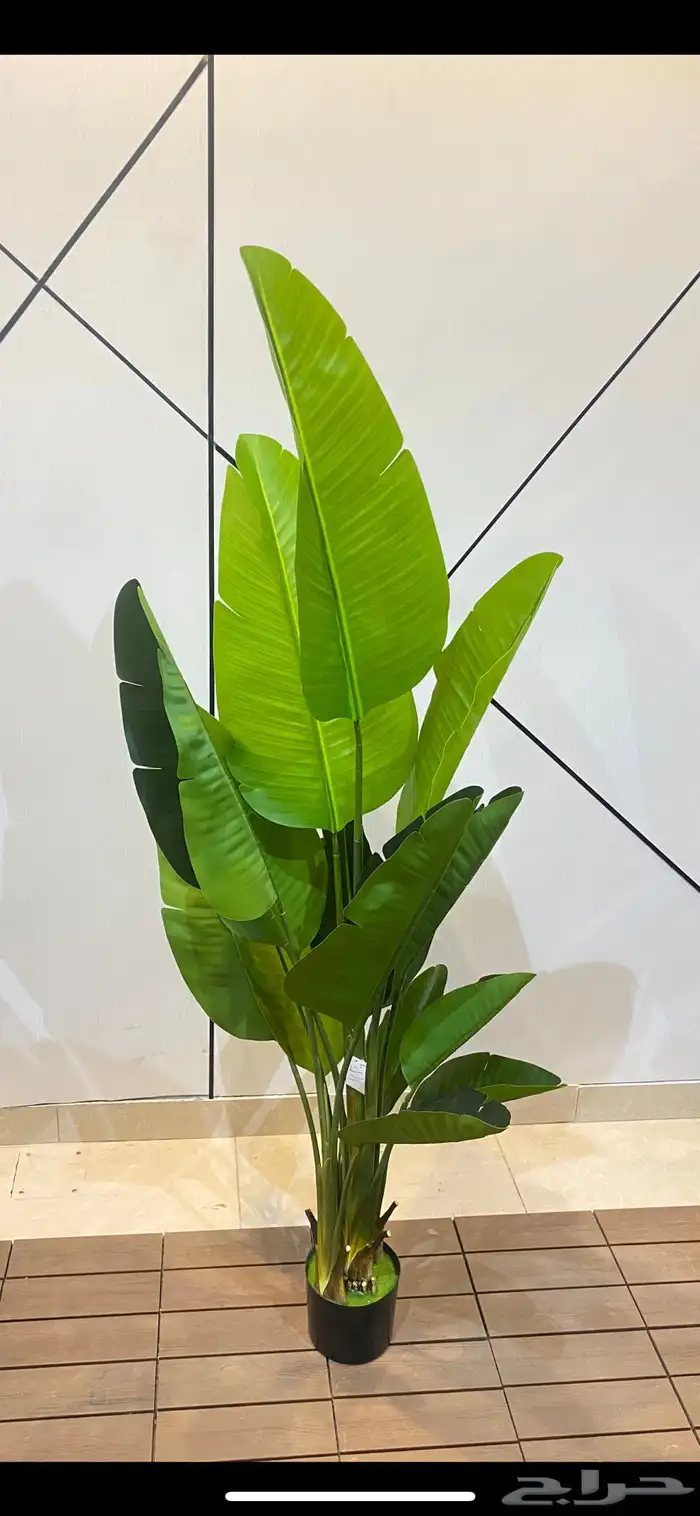 أشجار عرض اليوم الوطني 95 15