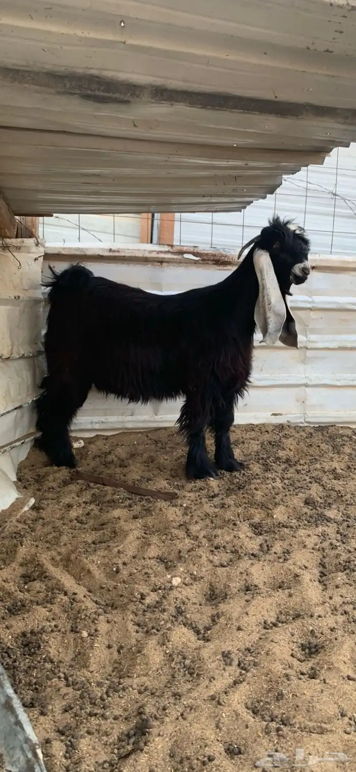 مواشي معزاء عوارض 0