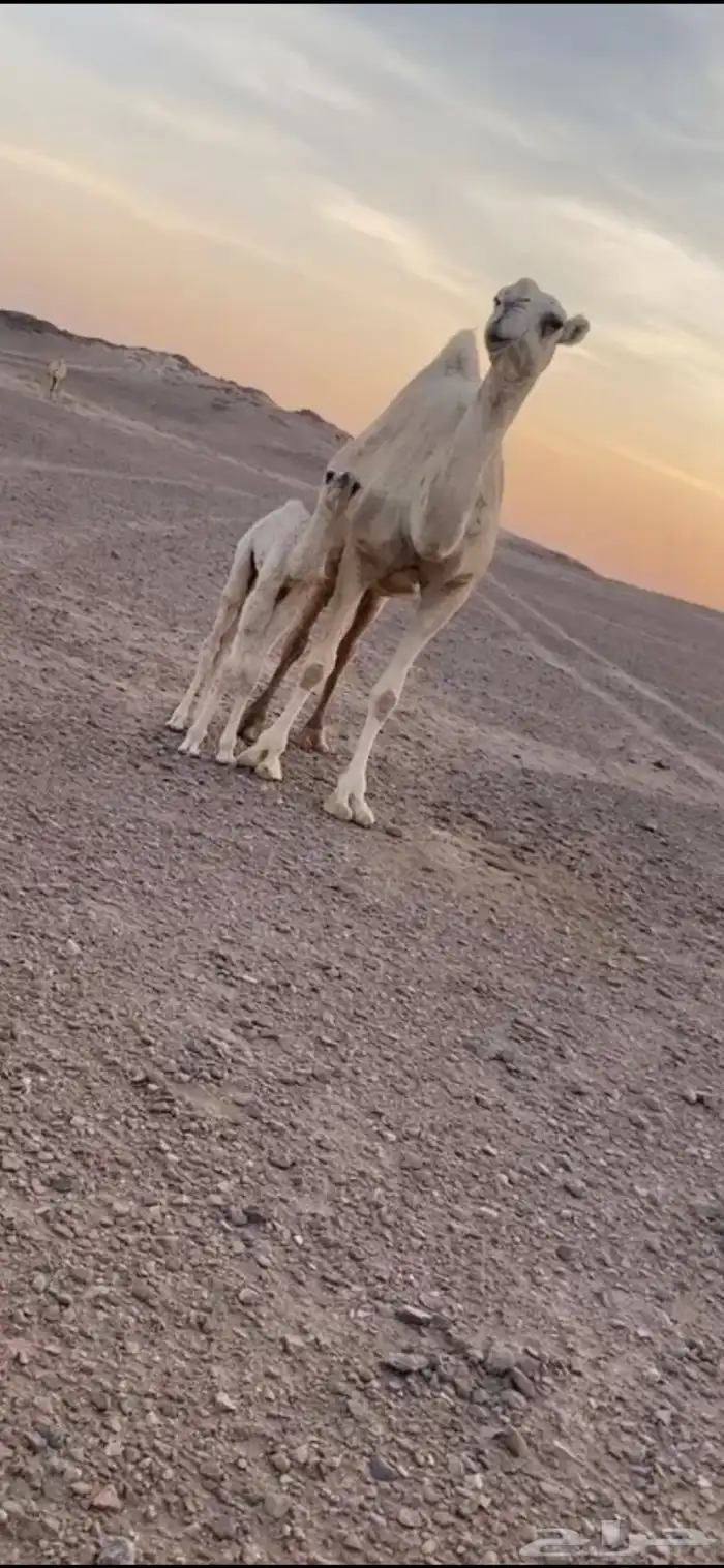 خلفه وضحى مصغر 3