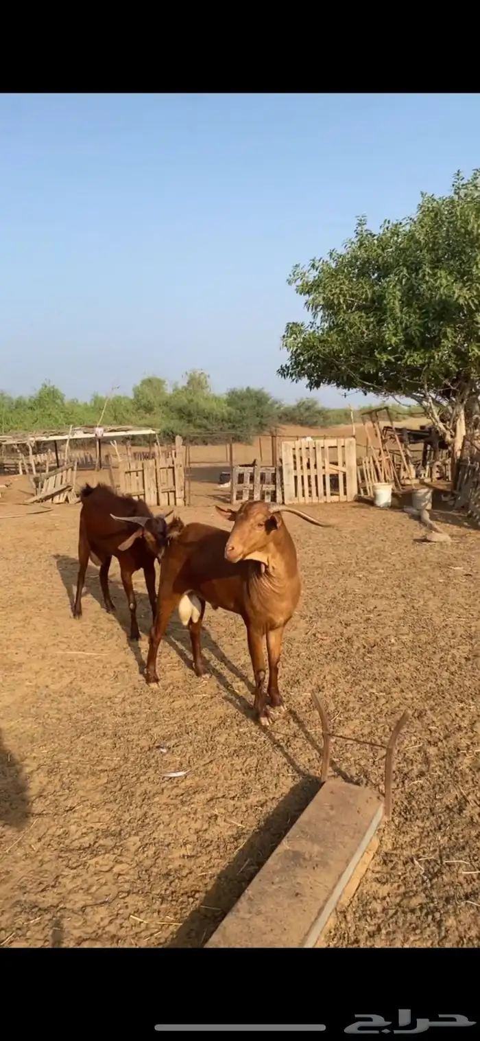 فحل ادهم مشروط وحار 1
