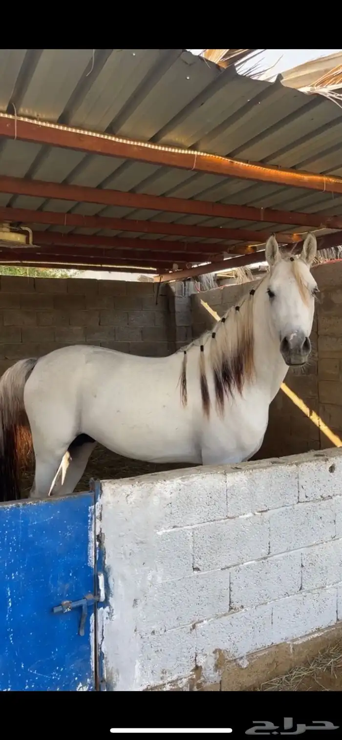 خيل واهو للبيع 3