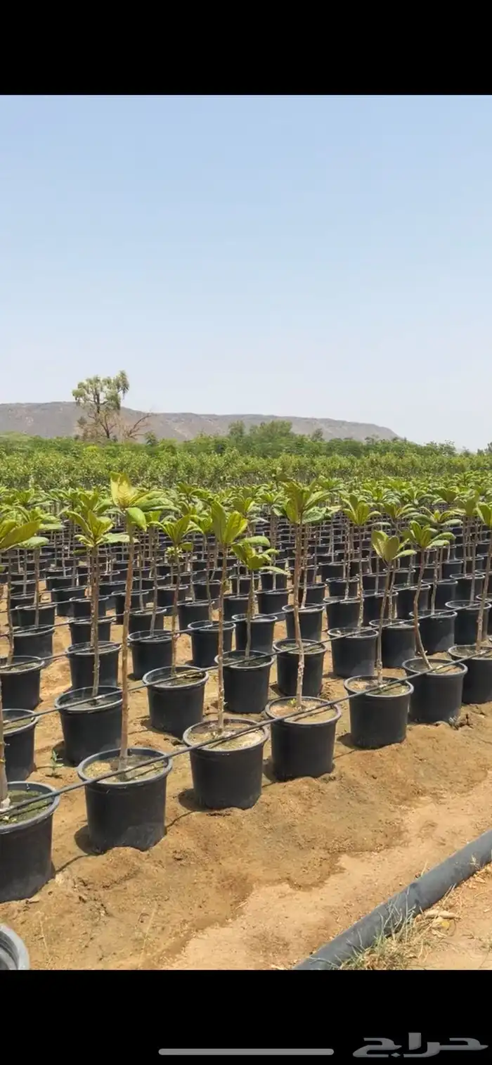 مشتل مؤسسة ميم للتشجير والزراعة جملة نيم نارجيل اشجار ظل 13