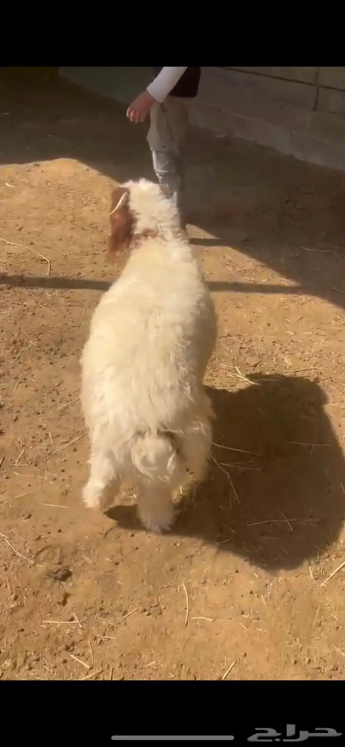 طلي نعيمي ذبيحة ( تم البيع ) 0