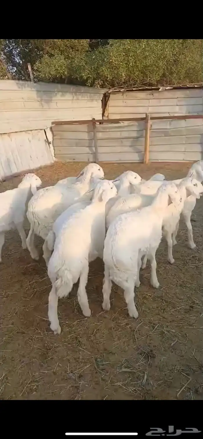 للبيع ذبايح حريات طليان طيبه 0