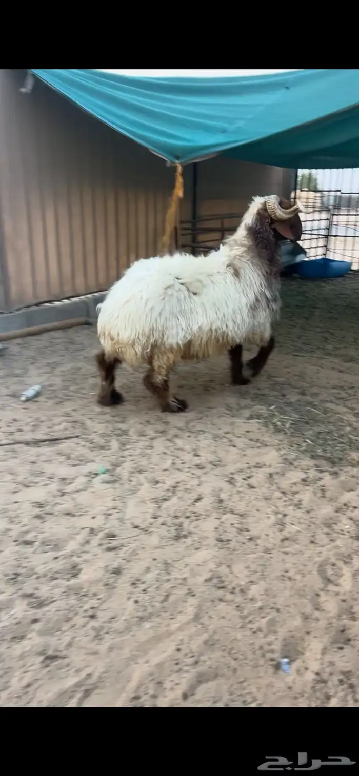 فحل نعيمي خصم ( تم البيع ) 0