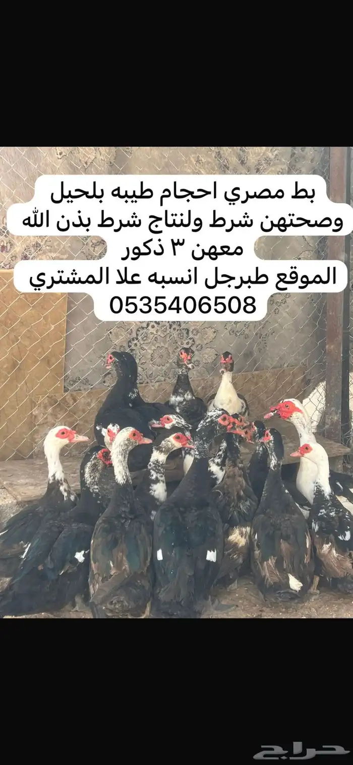 بط مصري شرط حجم وعدال وصحه ونتاج بذن الله 0
