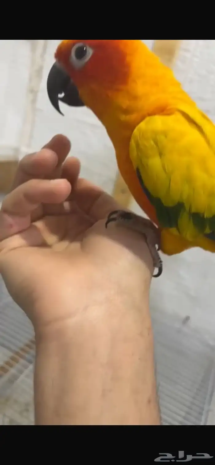 صن كنيور هدد متكلم عاليد اليف 1