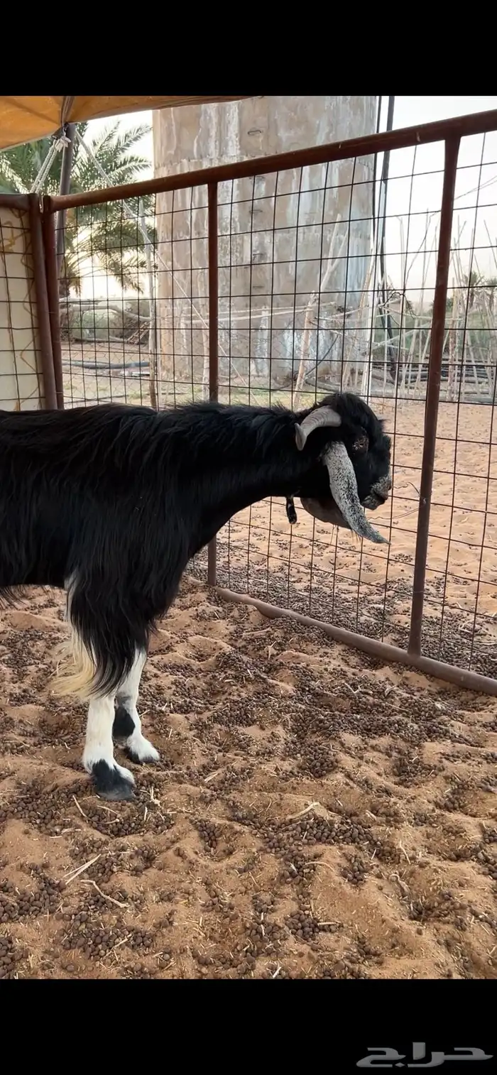 للبيع تيس عارضي مطور صنف 1