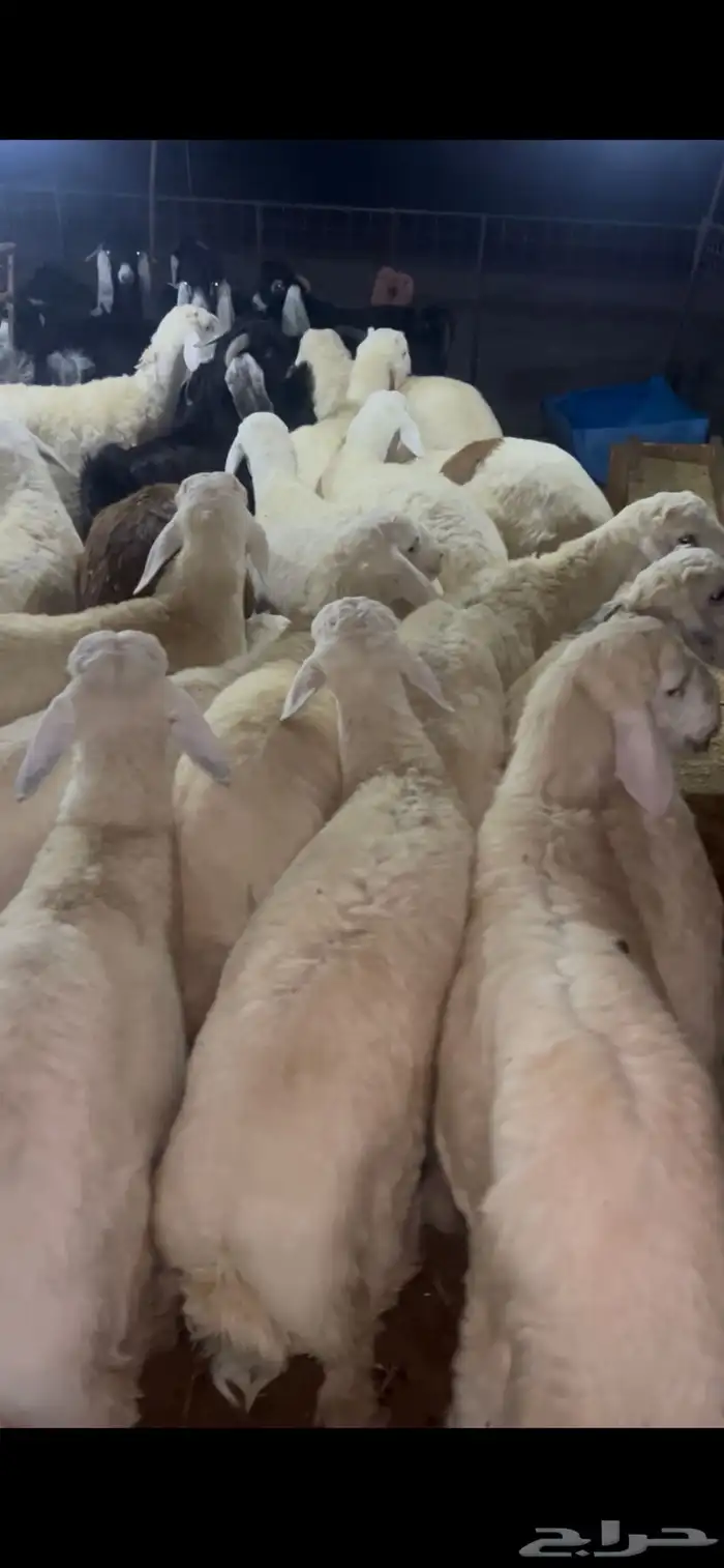 نعيم جبر ووسط وهرافي وحريات وتيوس 7