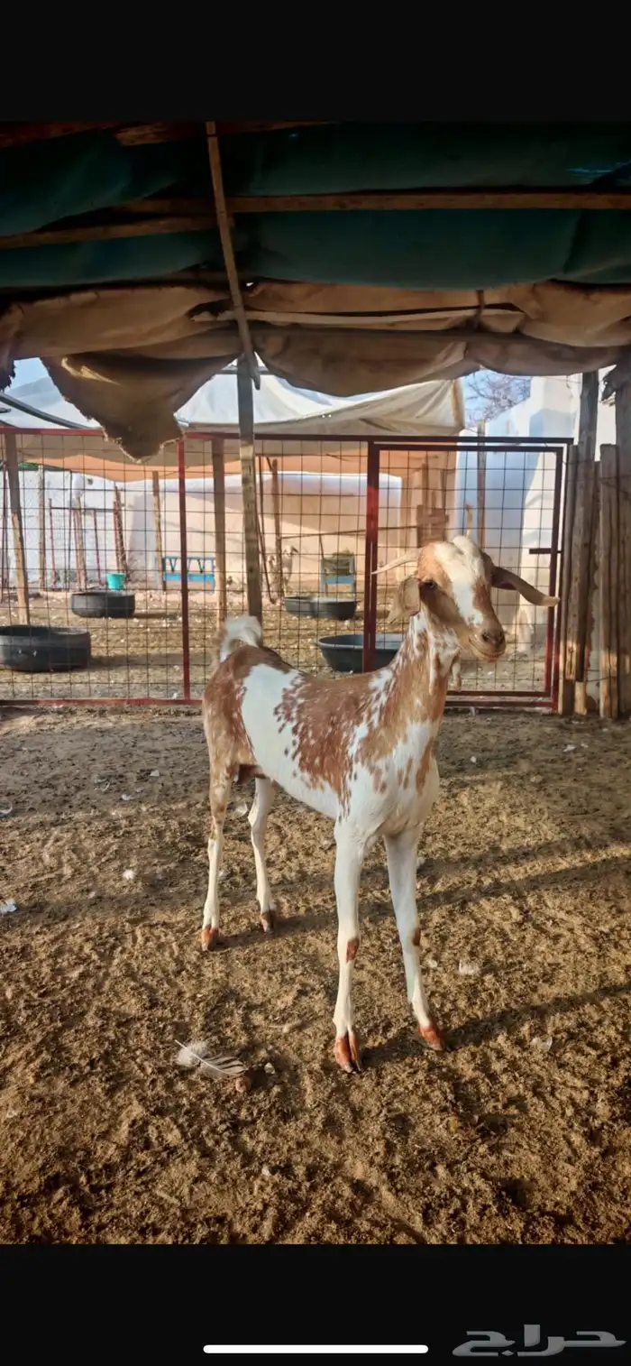 عنز عمرها موضوح بالصورة 0