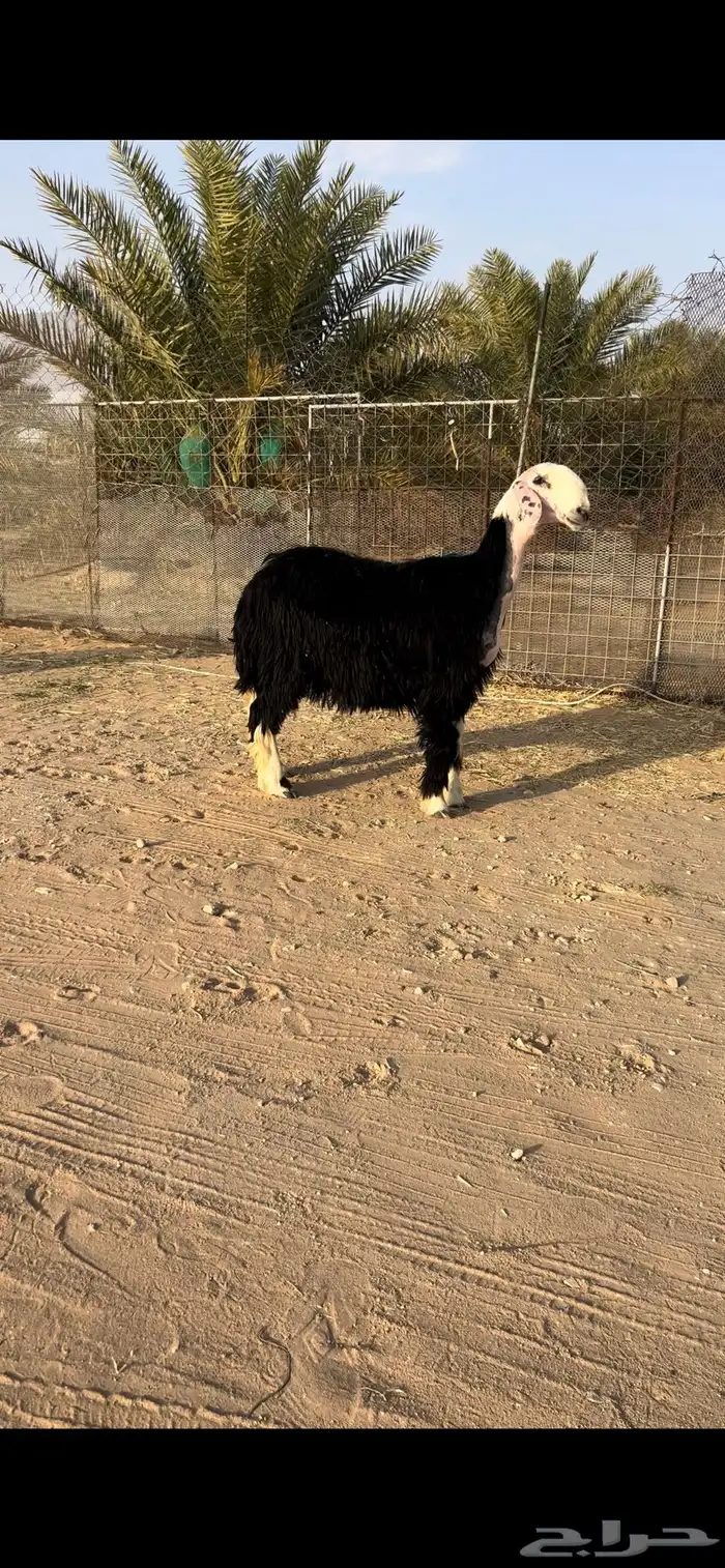 جذعه خصم دافع ( تم البيع ) 0