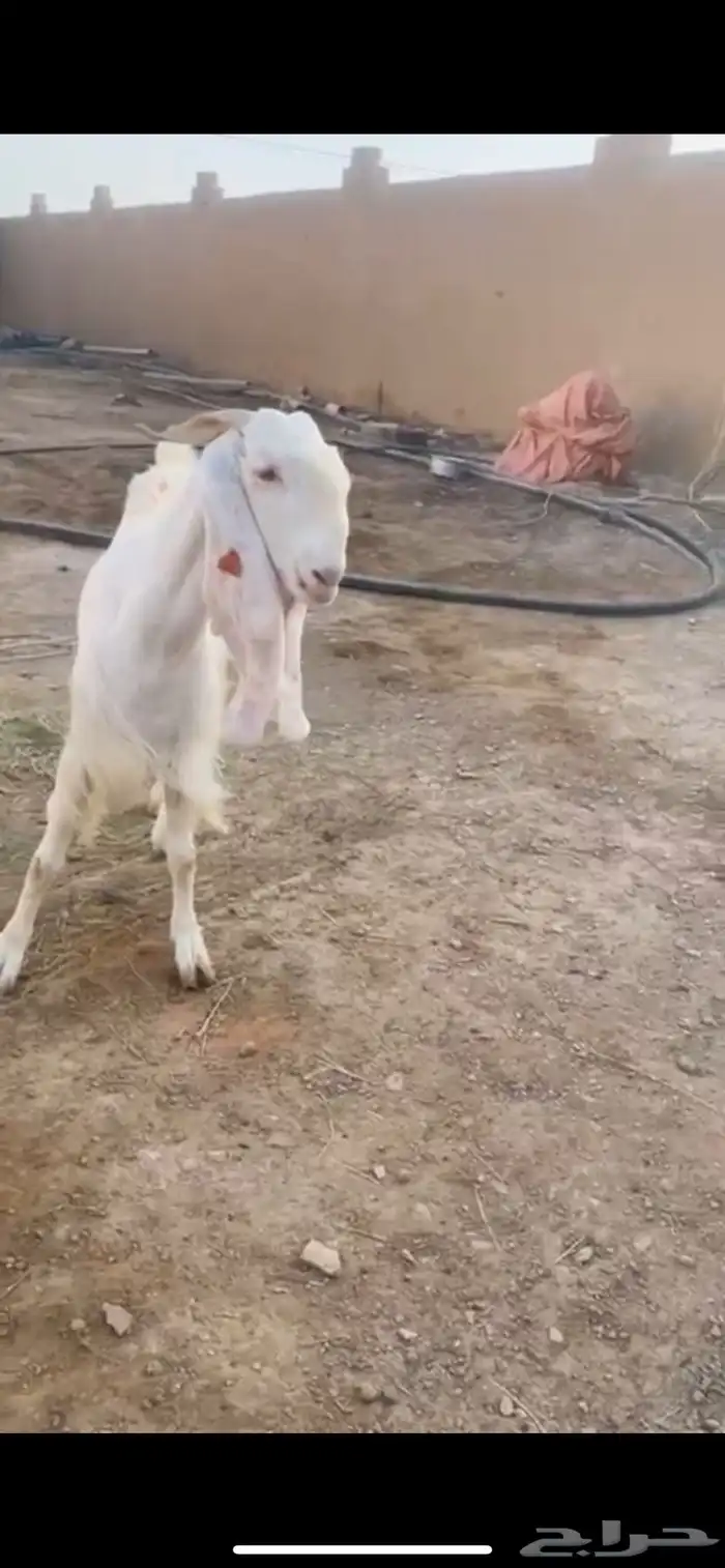 للبيع معزا مشاريك طيبه 8