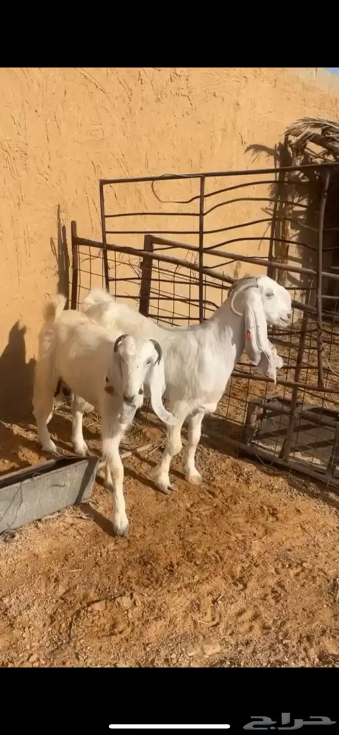 للبيع معزا مشاريك طيبه 4