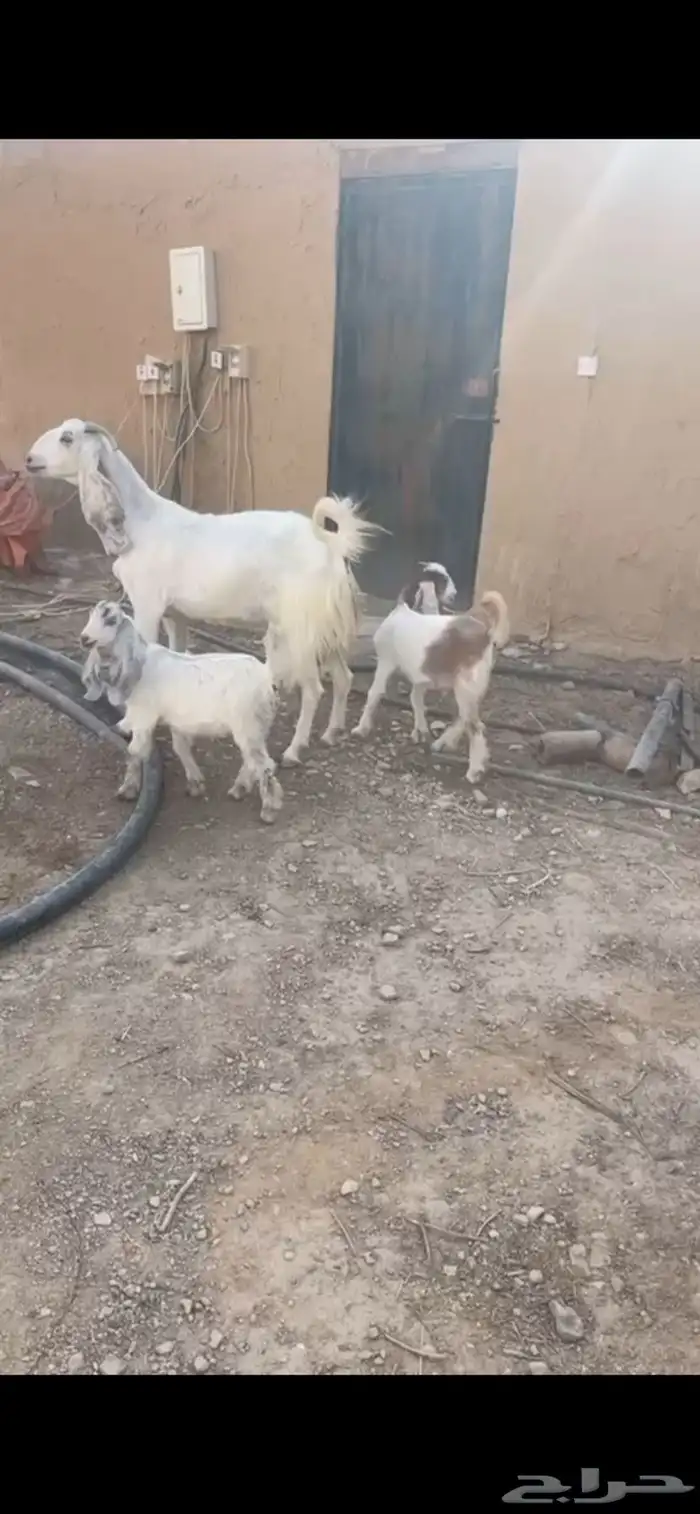 للبيع معزا مشاريك طيبه 0