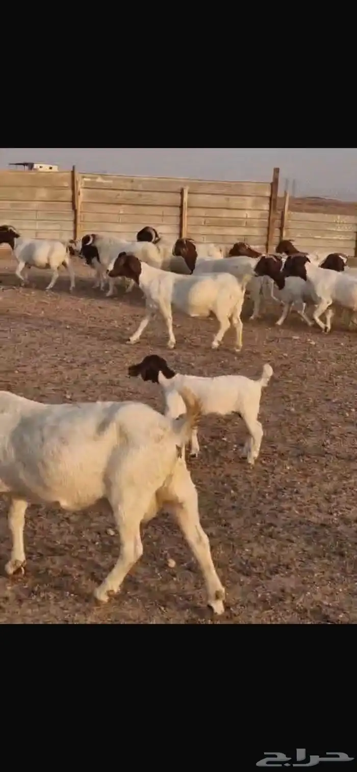 ماعز بورقت دم اصل 2