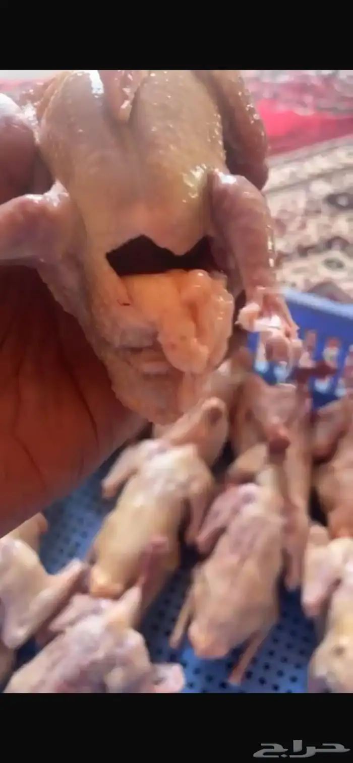 فروخ حمام فرنسي 5