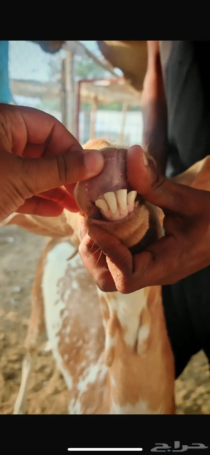 عنز عمرها موضوح بالصورة 2