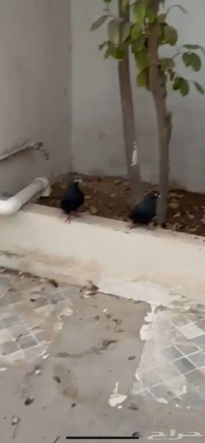 حمام قلابي للبيع 0