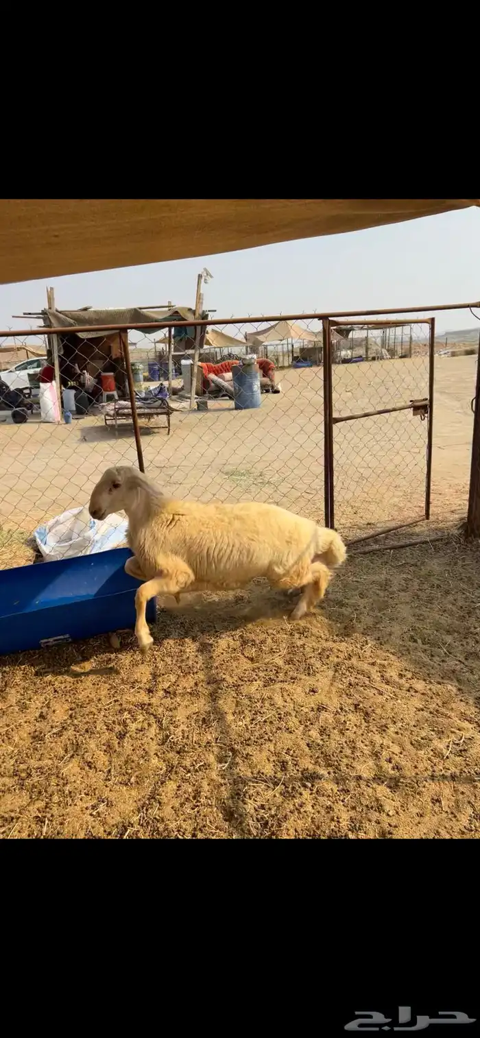 طليان ((تم البيع)) 4