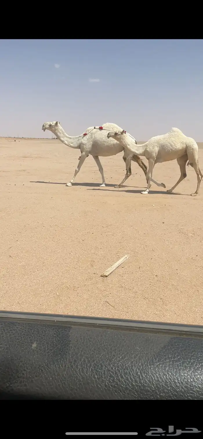 للبيع العشرا معها بكره ولحقه 0