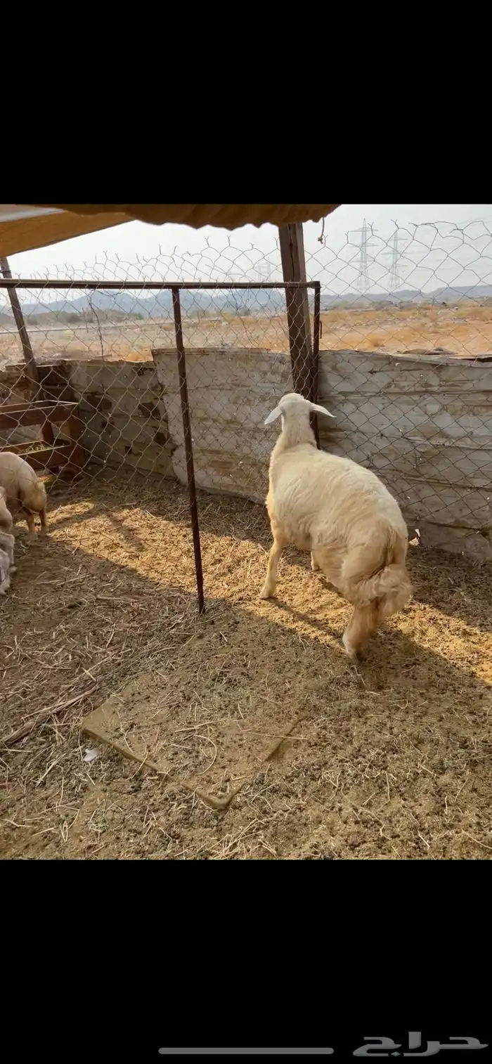 طليان ((تم البيع)) 0