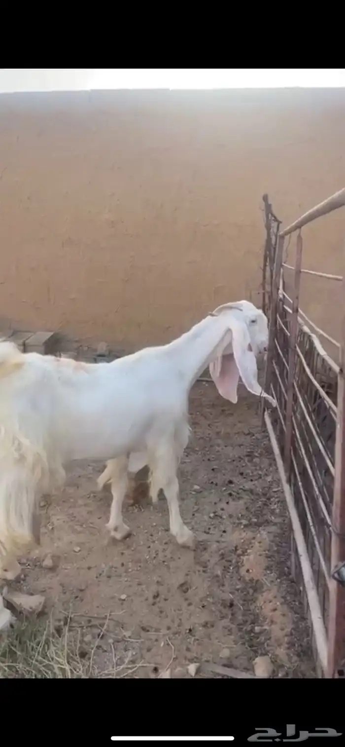 للبيع معزا مشاريك طيبه 9