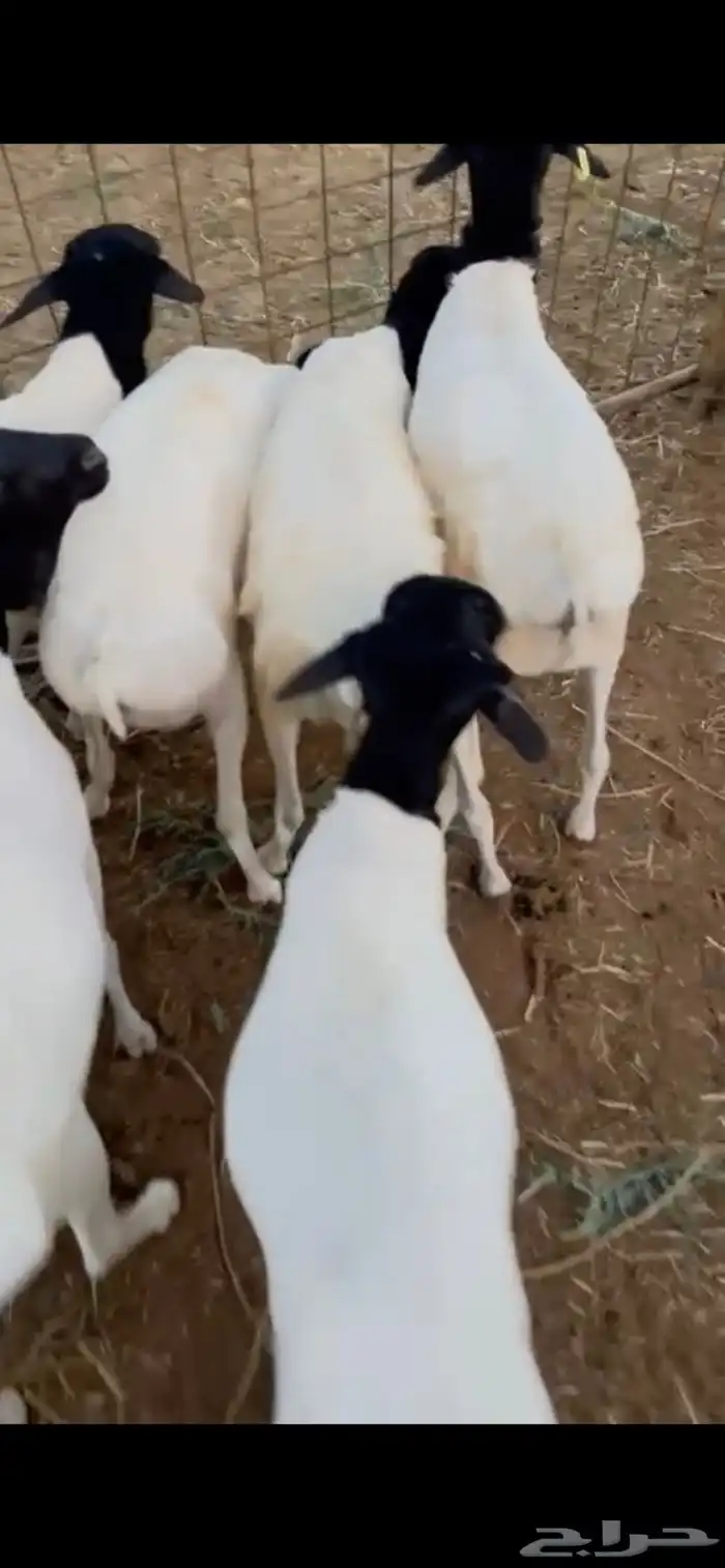 برابر مرابي 0