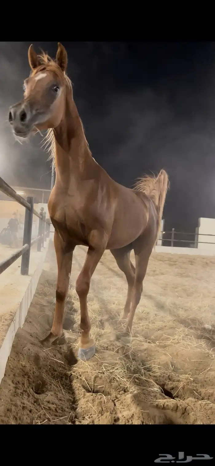 مهره واهو فاااخره للبطولات 0