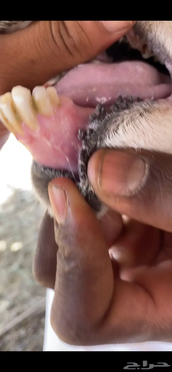 حرية تحتها خروف 3
