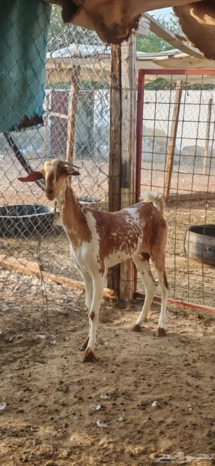 عنز عمرها موضوح بالصورة 1