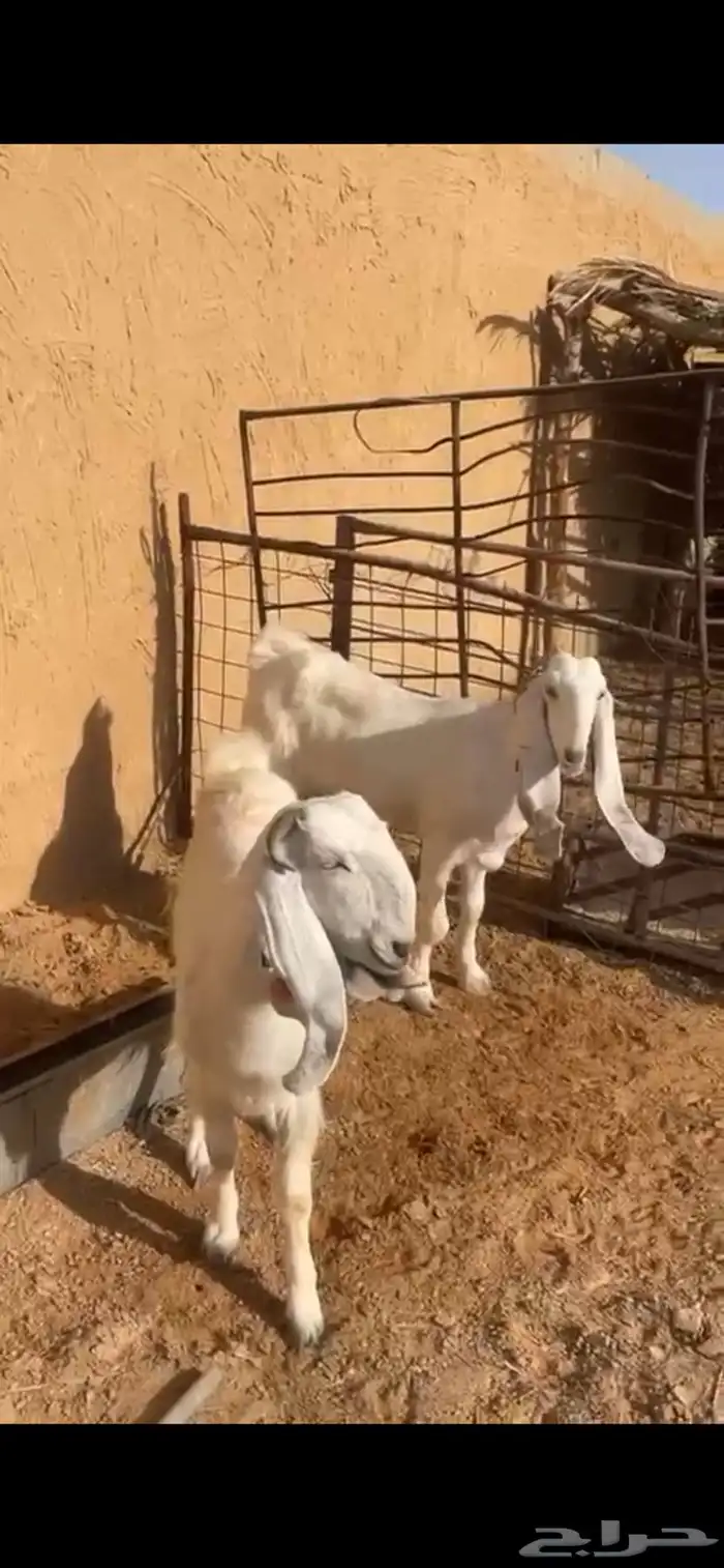 للبيع معزا مشاريك طيبه 5