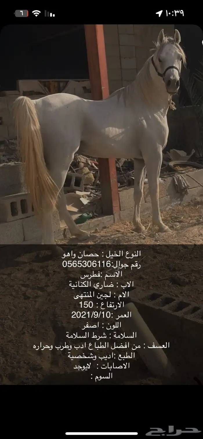 حصان واهو للبيع 0