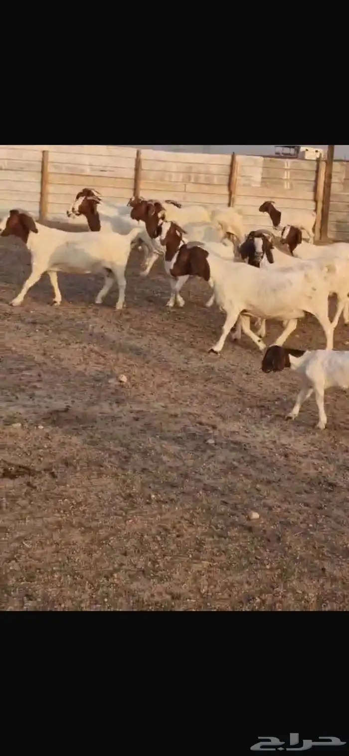ماعز بورقت دم اصل 1
