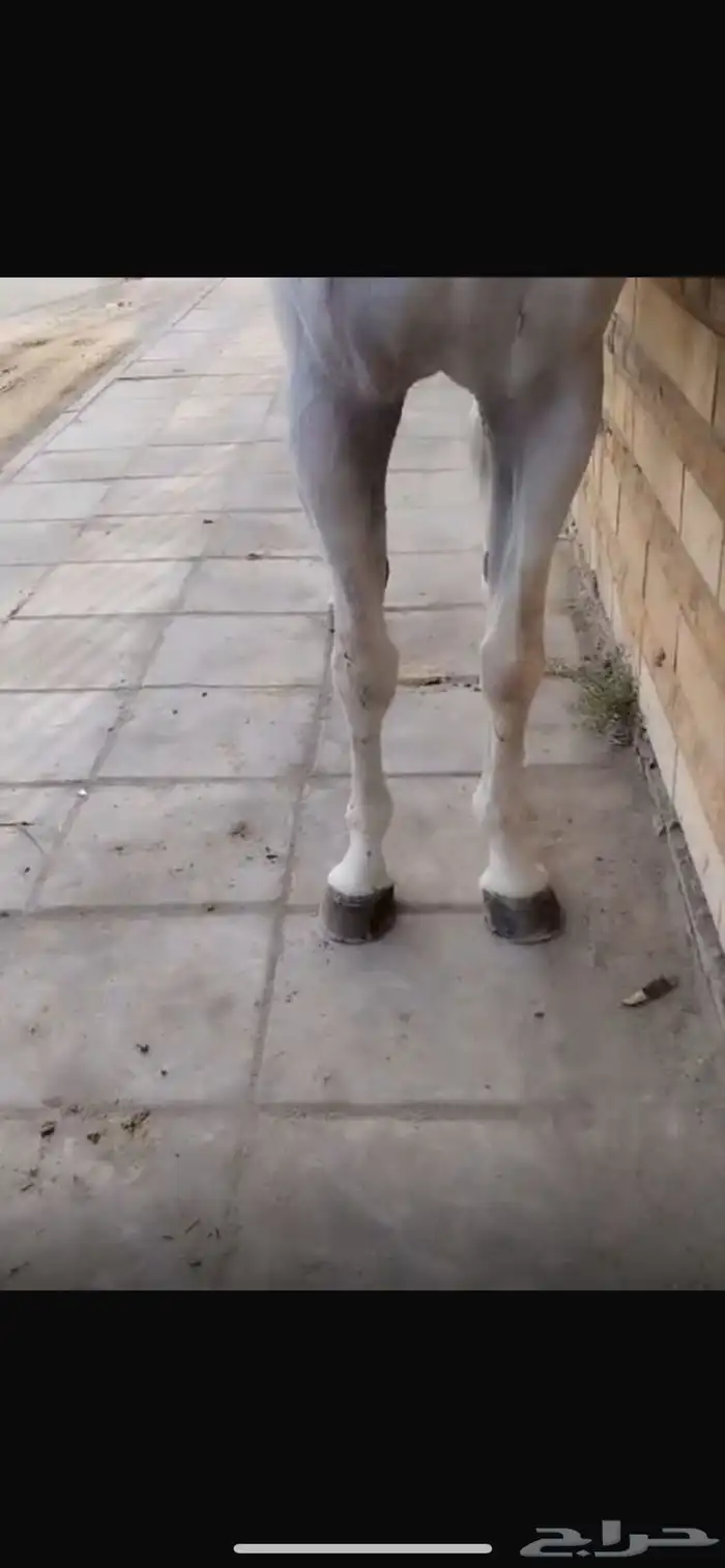 حصان واهو للبيع 1