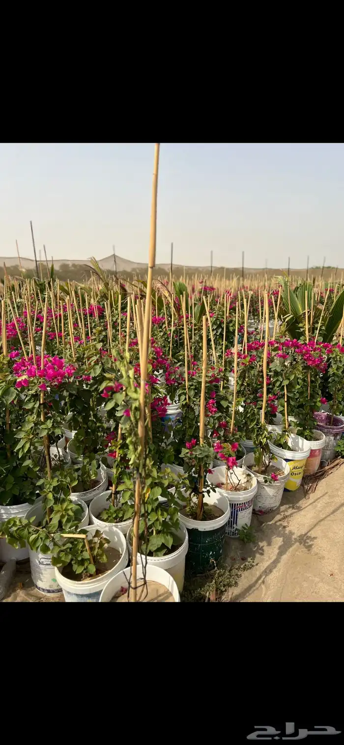 مشتل مؤسسة ميم للتشجير والزراعة جملة نيم نارجيل اشجار ظل 14